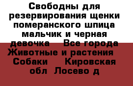 Свободны для резервирования щенки померанского шпица мальчик и черная девочка  - Все города Животные и растения » Собаки   . Кировская обл.,Лосево д.